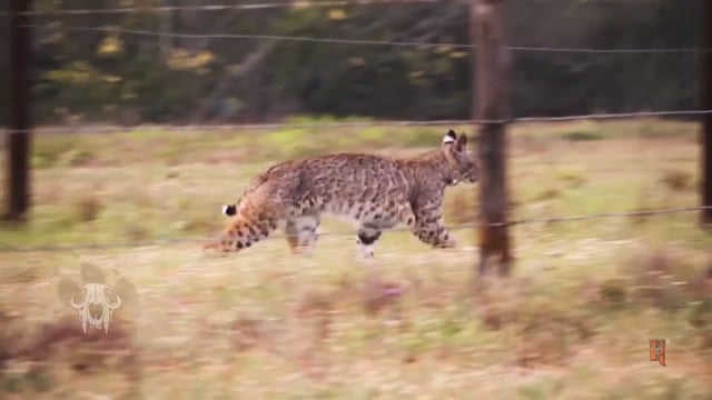 Carnivore TV - A Game of Patience