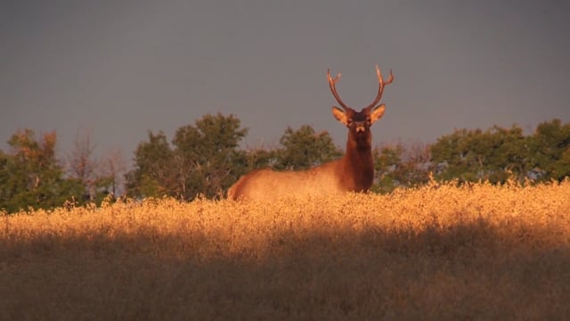 Non-Typical Nation - Saskatchewan Bulls