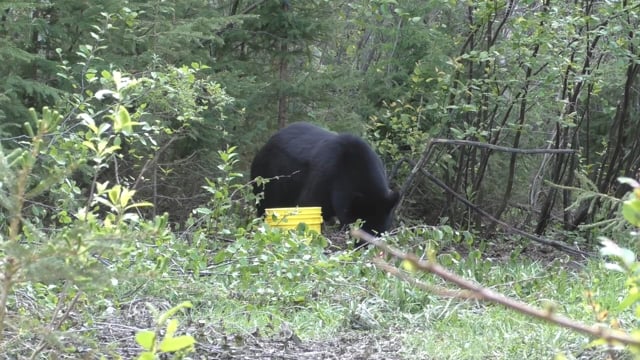 All Seasons Pursuit - Season 3 - Episode 8 - Jonathan & Phillip Canada's Black Bear Hunt