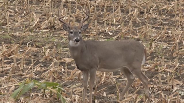 The Virtue - S4 - Powder River Deer
