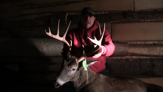 Top Ten Percent - Mature Buck Down
