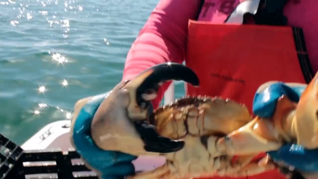 Let's Take it Outside with Misty Wells - Got Crabs - Florida Stone Crabbing