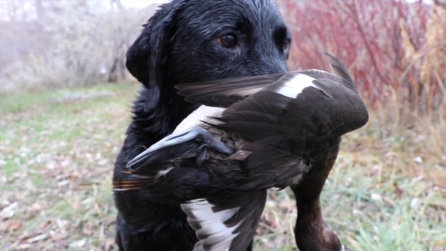 Long Hollow Outdoors - Northern Divers