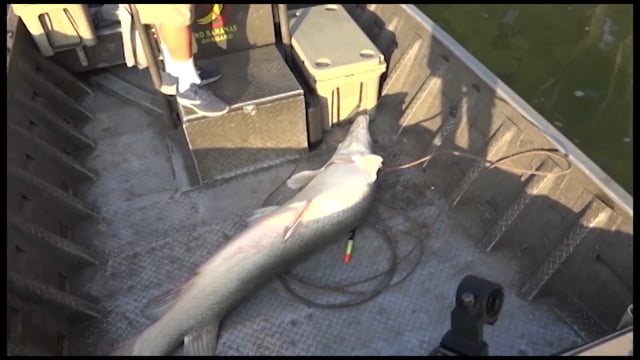 Outdoors in the Delta - Alligator Gar