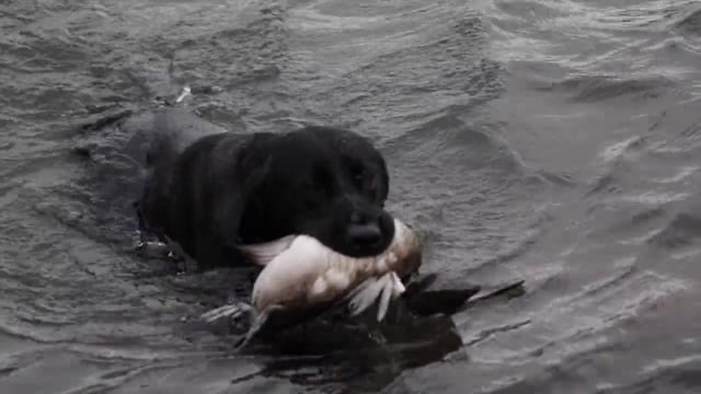 Long Hollow Outdoors - Divers Ducks with Desmond