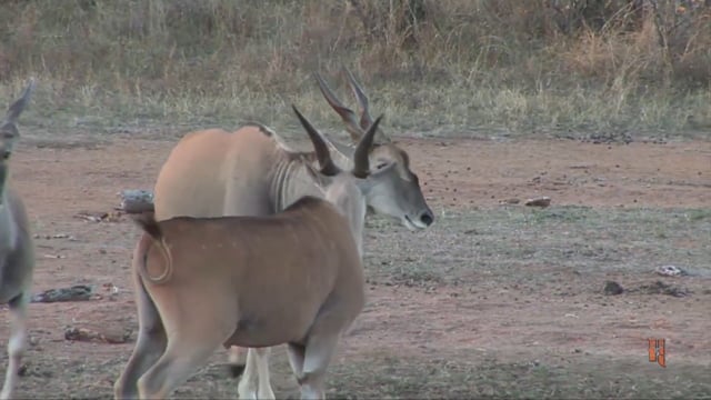 Safari Hunter’s Journal - Lady and the Lion