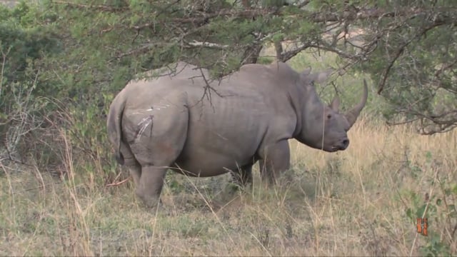 Safari Hunter’s Journal - Preventative Medicine