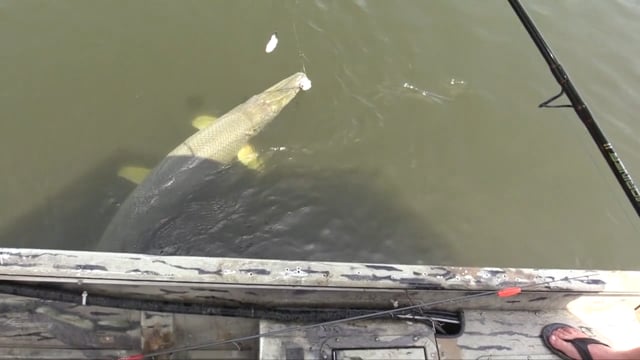 Horn Stars Outdoors - Big Gar on the Mississippi