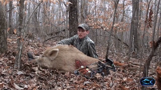 Bible Belt Outdoors - Alabama Public Land Bowhunting Hogs