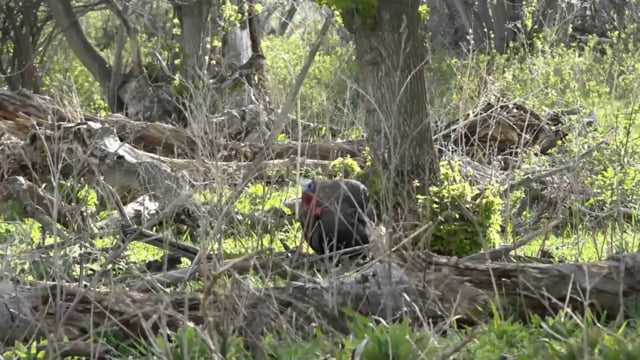 The Wild Outdoors - Feathered Goats