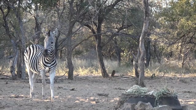 Team NXG - African Arrow Safaris Day 4