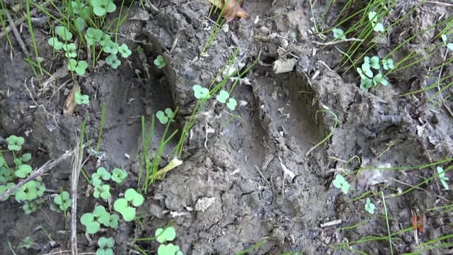 Spiritual Outdoor Adventures - Swhack Attack Buck