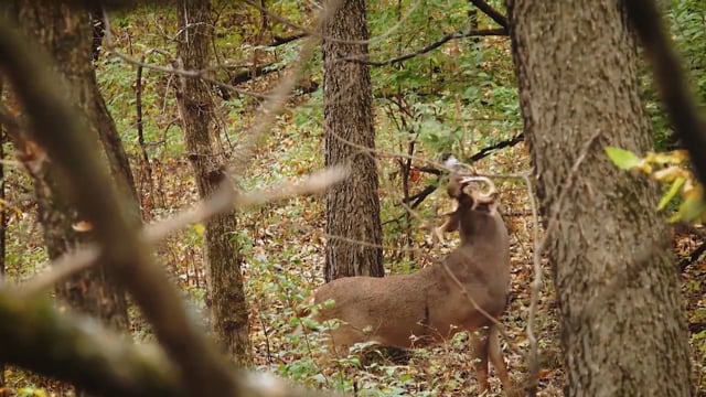 Respect The Game - Same Tree, Same Day