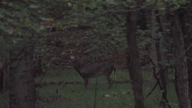 O'Neill Outside - Teenage Deer Hunter