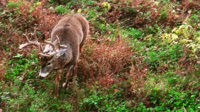 Respect The Game - Missouri Bucks