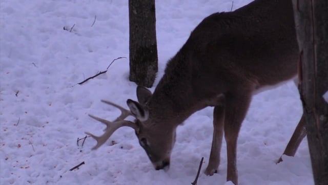 Thrill Chasers TV - Late Season Buck