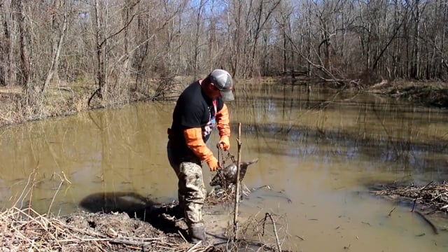 Trapping Time TV - Mississippi Otter Trapping