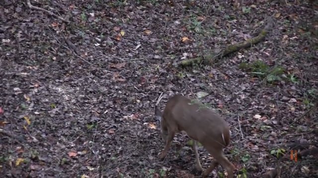 Bible Belt Outdoors - History of Whitetail Institute & Jansen WV Buck