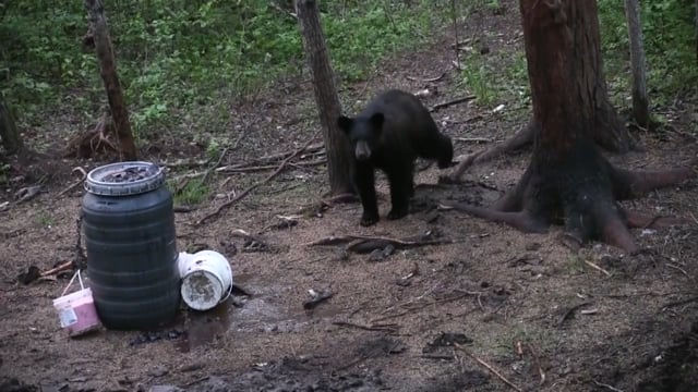 8 Up With It Outdoors - Saskatchewan Bear Hunt At Spirit Creek Outfitters