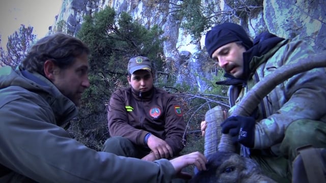 Boundless Webisodes - The Beceite Ibex