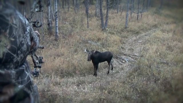 Love Of The Hunt - New Foundland Moose Pt. 2