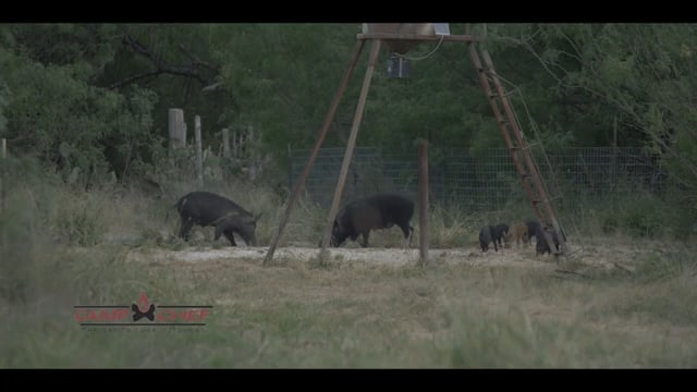Frontier Unlimited - Texas Wild Boar - The Ghost Boar