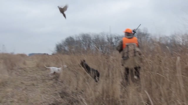 Total Outdoor Pursuit - Pushin' Up Pheasants!