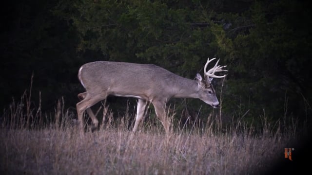 The Bearded Buck - Sooner State Bucks