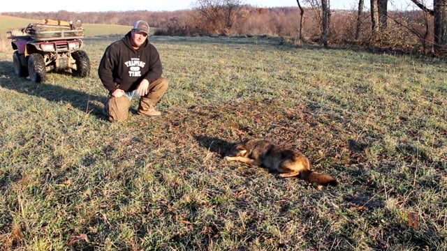 Trapping Time TV - Holiday Coyotes
