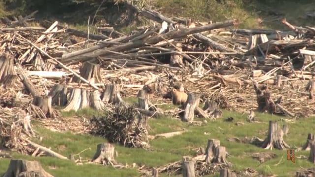 Spenst Outdoors - Alberta & British Columbia Black Bears