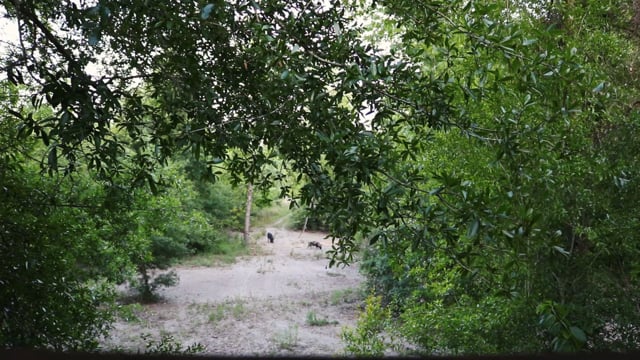 Smacked TV's Southwind Hunting Adventures - Ladies Hunt Weekend Pt. 3