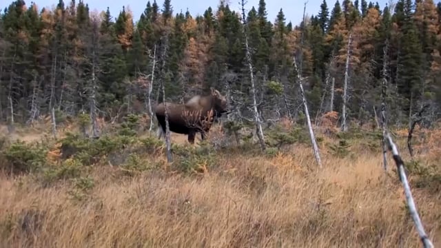 Love Of The Hunt - New Foundland Moose Pt. 1