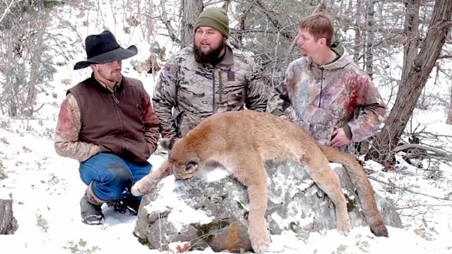 Total Outdoor Pursuit - New Mexico Mountain Lion