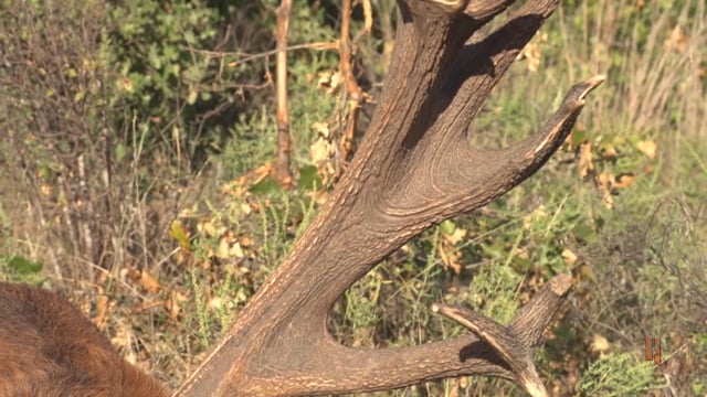 Double Lung TV - The Squaw Mountain Ranch
