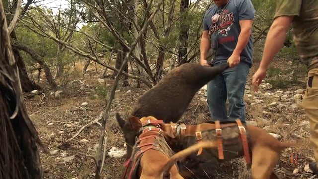 Boundless Hunting - Hillcountry Dogs