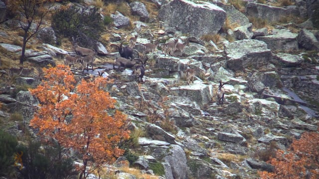 Boundless Hunting - Off Grid Spain