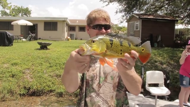 Total Outdoor Pursuit - Miami Peacock Bass
