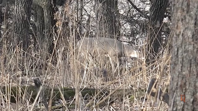 Spiritual Outdoor Adventures - Iowa – The Whitetail Chronicles (part 2)