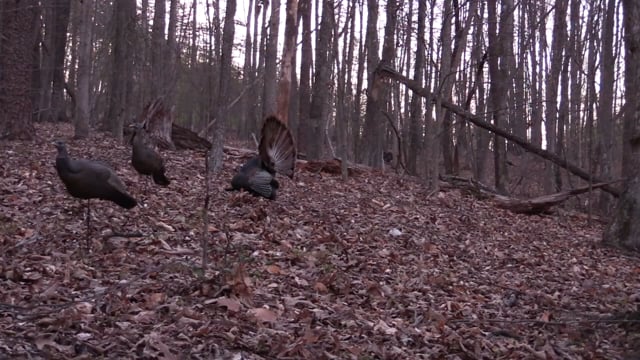 704 Outdoors - Calling Turkeys and Trapping Wild Hogs