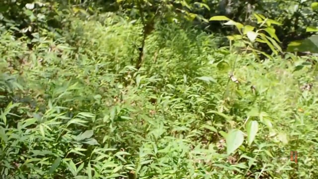 Bible Belt Outdoors - Hunting Midwest to South Eastern Whitetails and Turkeys