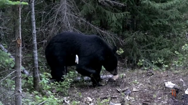 Antler Ice's Bone Cold TV - New Brunswick Black Bears