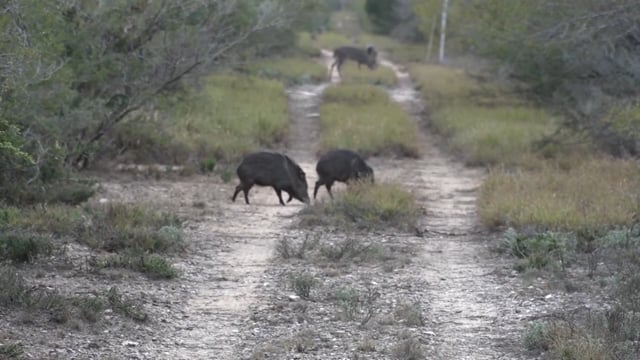 Red Vanes Outdoors - Texas Time