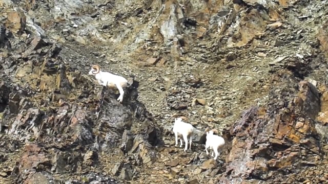 Adventures Enabled - Alaskan Dall Sheep Part 2