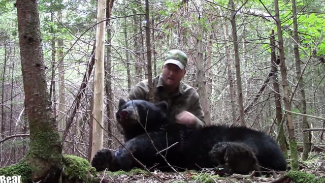 Wild Maine Outdoors - Camera Shy Bear