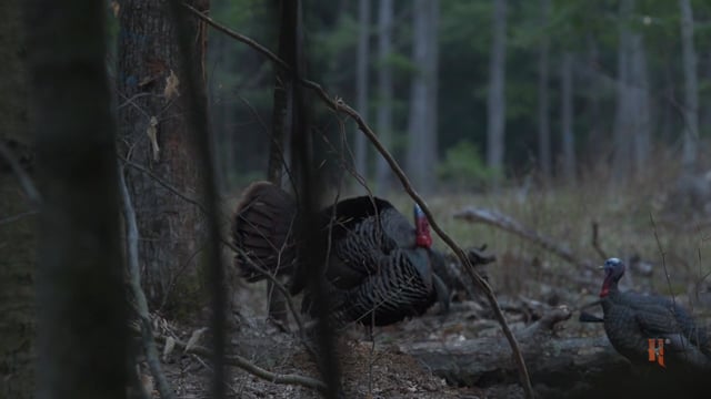 Edge of The Wild - Upstate New York