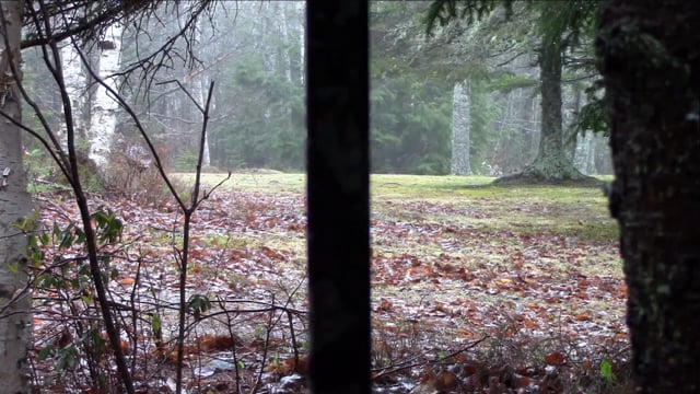 Wild Maine Outdoors - Turkey Hunting & Merrill's Redemption