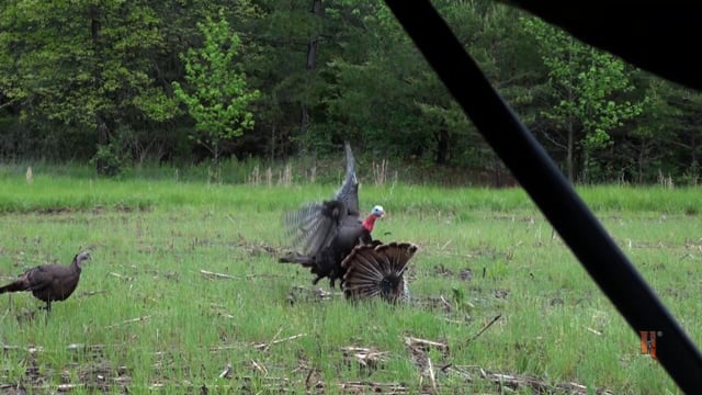 Edge of The Wild - Decoy Decapitation