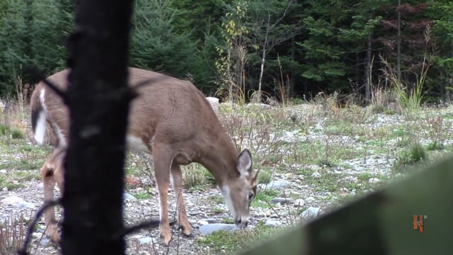 Wild Maine Outdoors - The Beginning