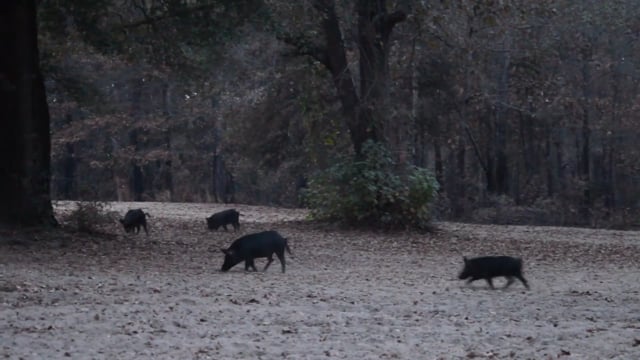 Twin Factor TV - Gold Star Hunt
