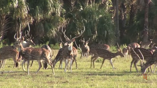 Outdoor Guide - Dear Deer